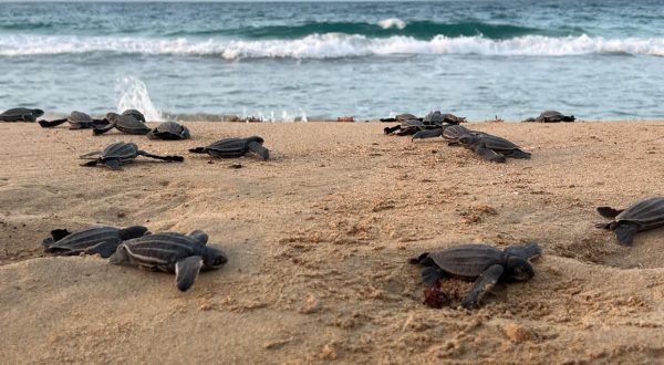 WhatsApp Image 2024-08-07 at 12.25.07_e6b45b2c