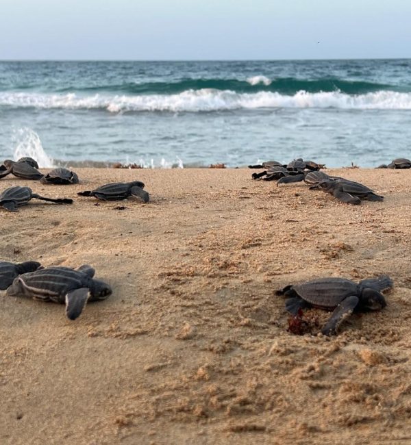 WhatsApp Image 2024-08-07 at 12.25.07_e6b45b2c