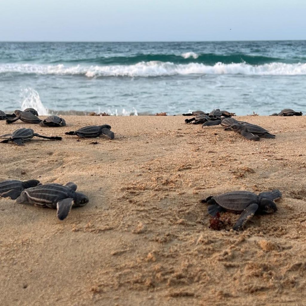 WhatsApp Image 2024-08-07 at 12.25.07_e6b45b2c